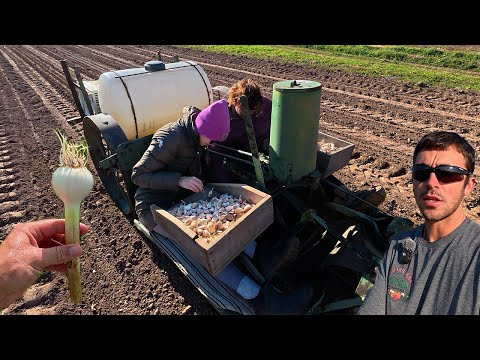 Видео: Как сажать чеснок