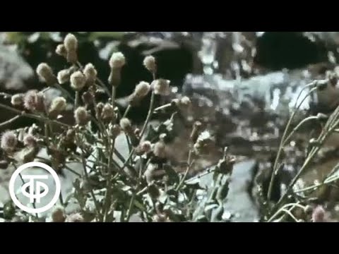 Видео: Народные целители (1990)