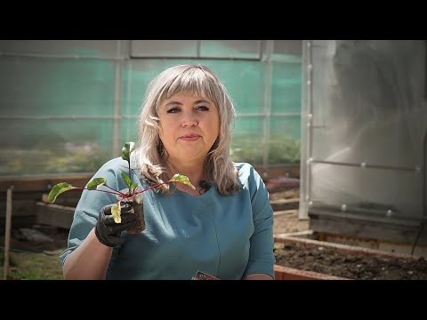Видео: Вкусная шуба для селёдки, или Сажаем свёклу рассадой и семенами