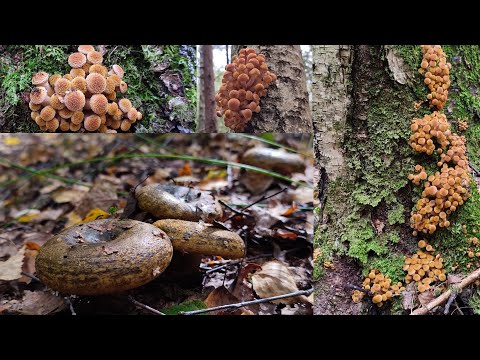 Видео: Чернушки и опята. #грибы2023