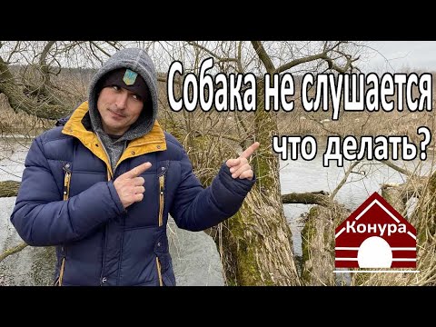 Видео: Собака не слушается! Что делать?