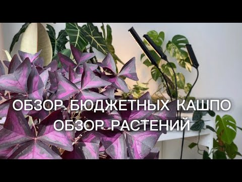 Видео: Обзор растений и новых бюджетных кашпо