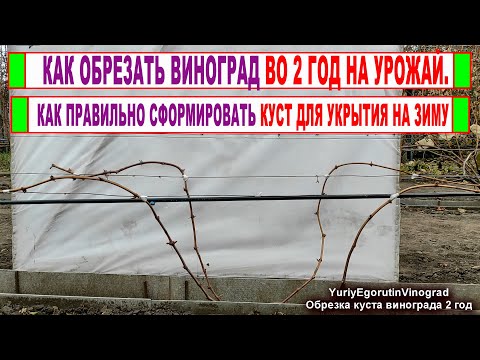 Видео: 🍇 Просто ОБРЕЗКА ДВУХЛЕТНЕГО ВИНОГРАДА НА УРОЖАЙ! Формируем первые рукава и плодовые стрелки.