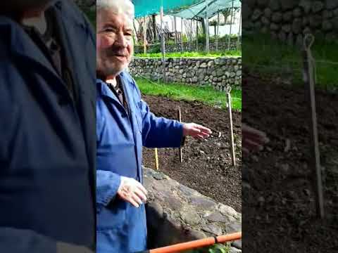 Видео: ЗЕЛЕ -КАК СЕ ПРАВИ РАЗСАД ЗА ЗЕЛЕ
