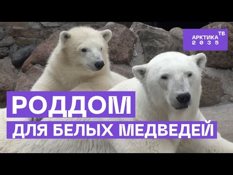 Видео: Ленинградский зоопарк — роддом белых медведей
