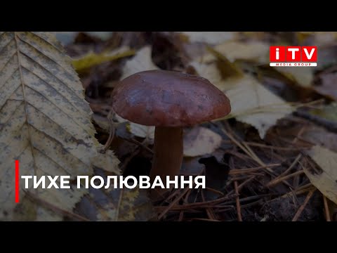 Видео: Яка ціна грибів на ринку в Рівному? | ITV media group