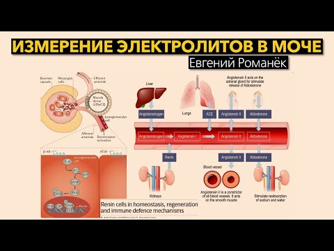 Видео: Измерение электролитов в моче