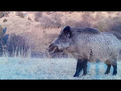 Видео: ДАШТИ-ЧУМ ШАМСУДДИНИ ШОХИН-МАКОНИ ШИКОР