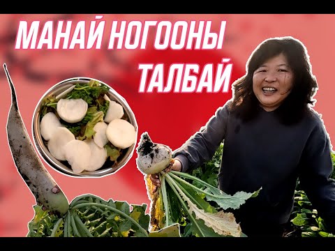 Видео: Аавын ногооны талбайгаас ургац хураав