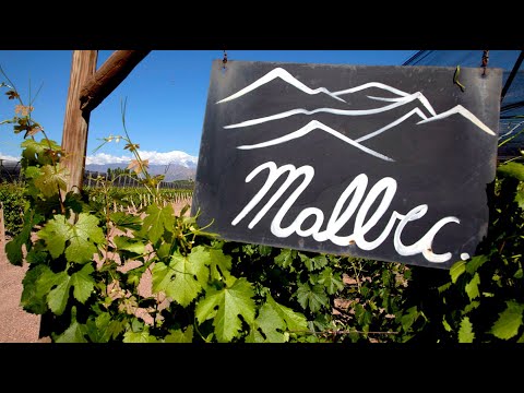 Видео: Мальбек (Malbec) француз с латиноамериканской душой