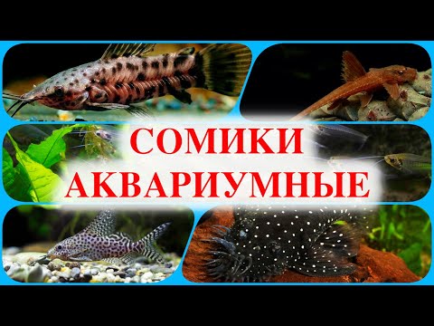 Видео: Сомики аквариумные виды