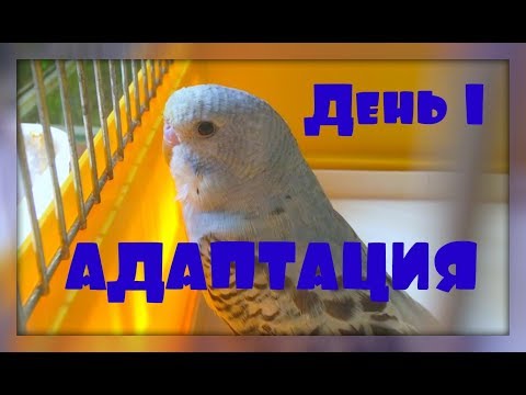 Видео: КАРАНТИН, АДАПТАЦИЯ, ПРИРУЧЕНИЕ ВОЛНИСТОГО ПОПУГАЯ!!! ДЕНЬ 1!