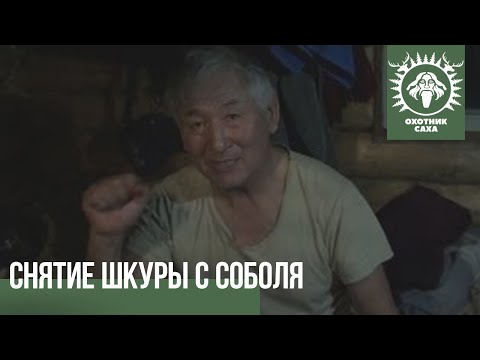 Видео: Снятие шкуры с соболя.