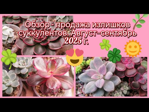 Видео: 27 августа 2025 г.