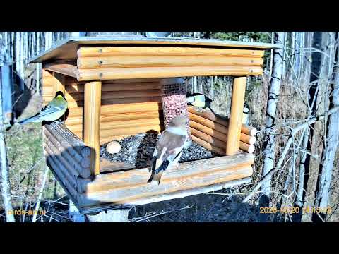 Видео: Дубонос