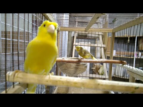 Видео: Канарейка разрушила гнездо! Корм повышающий оплод