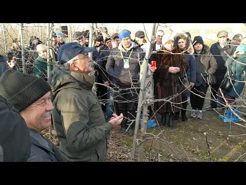 Видео: Обрізка Яблуні, з Нідерландським експертом, практична частина семінару на Буковині. Частина 2