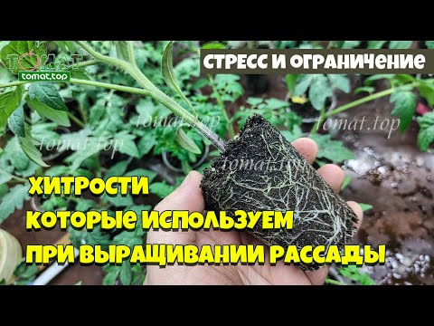 Видео: Хитрости выращивания рассады, которые влияют на развитие и урожайность томатов. Стресс и ограничения