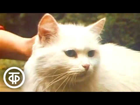 Видео: Геногеография, или Идем считать кошек (1984)