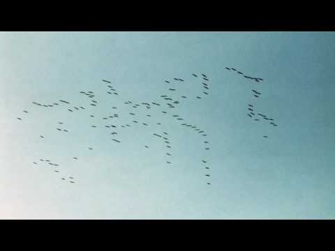 Видео: ЖЛЪЧ / БОЯТА - МОРГАНА