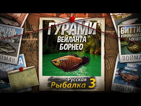Видео: "Мутант" Гурами Вейланта. Борнео. Русская Рыбалка 3.