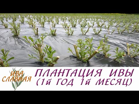 Видео: Ива Славная: Плантация ивочки - 1й год 1й месяц (22.05.2023)