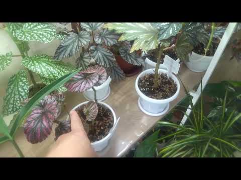 Видео: Где меня искать?