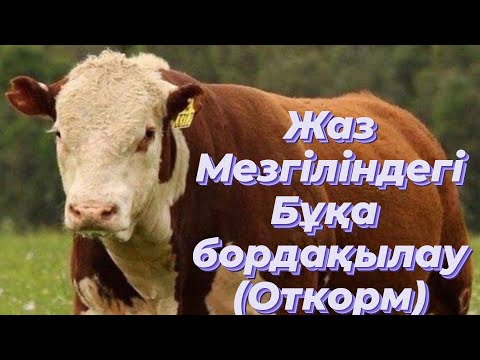 Видео: ЖАЗ МЕЗГІЛІНДЕГІ БҰҚА БОРДАҚЫЛАУ# 2 ШІ АЙЛЫҚ#ОТКОРМ# НА БЫЧКОВ 2 МЕСЯЦА#Seffent#