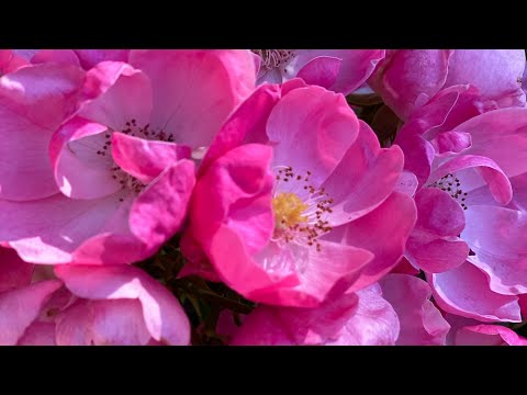 Видео: БОЛЕЗНИ РОЗ... РОЗЫ. РОЗЫ БОЛЕЮТ И ИХ УНИЧТОЖАЕТ ВРЕДИТЕЛИ ЭТОТ РОЛИК СПАСЁТ ВАС!!!