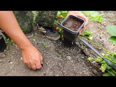 Видео: Как ускорить рост усов клубники и посадить её даже при очень жаркой погоде!!!!