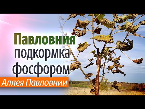 Видео: Аллея Павловнии. Подкормка фосфоритной мукой. 5 октября 2025