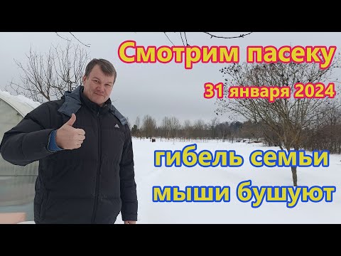 Видео: Смотрим пчел 31 января, гибель семьи и мыши в улье.
