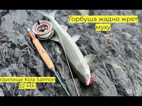 Видео: Горбуша жадно жрет муху. Удилище от Kola Salmon S2-MX #сахалин #рыбалка #fishing #туризм #нахлыст