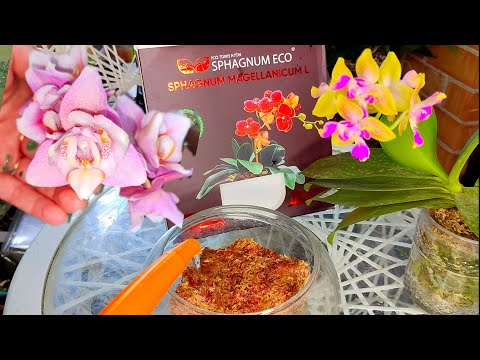 Видео: Пышное БЕСКОНЕЧНОЕ ЦВЕТЕНИЯ Орхидей в SPHAGNUM ECO Пересадка орхидеи в МОХ