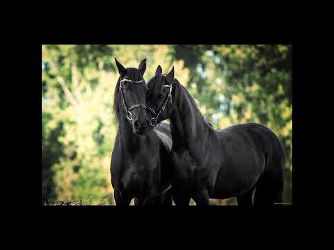 Видео: Иесінен ренжіген Қашаған сәйгүлік (аудиокітап)