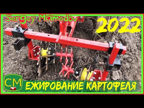 Видео: Ежирование картофеля🥔 2022
