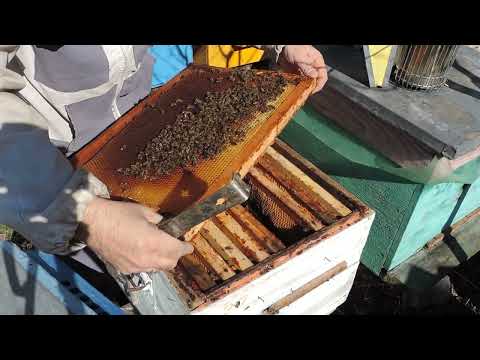 Видео: Осмотр пчелосемей. Ставим кормушки.