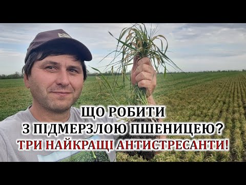 Видео: Що робити з підмерзлою пшеницею? Три найкращі антистресанти!