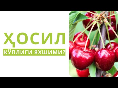 Видео: ГИЛОС НЕГА МЕВА БЕРМАЙДИ ЁКИ БЕРГАНИДА НЕГА МАЙДА БЎЛИБ ҚОЛАДИ?