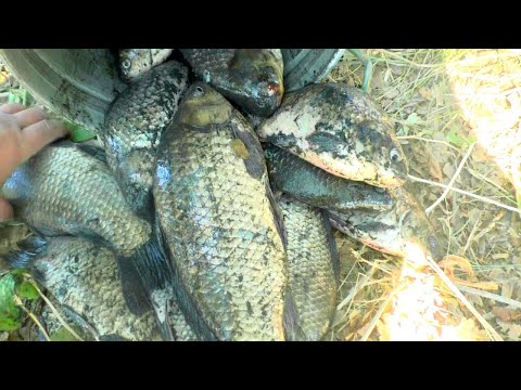 Видео: ЛОВУШКА ДЛЯ РЫБЫ накрывашка, хороший улов, зарыбили пруд.