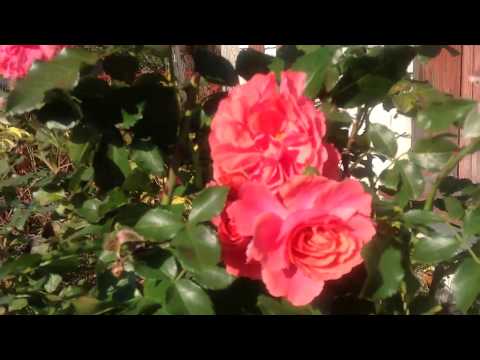 Видео: Розы. Посадка роз с заглублением корневой шейки. Быть или не быть? Вот в чем вопрос!