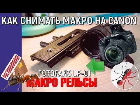 Видео: Макрорельсы. Как снимать муравьев на зеркальную камеру Canon