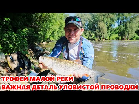 Видео: Жерех и голавль в жару | Рыбалка на малой реке | ВихровLIFE