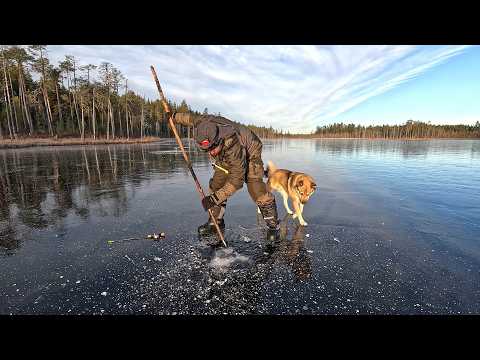 Видео: ПЕРВЫЙ ЛЁД 2025-2026. РЫБАЛКА ПО ПЕРВОМУ ЛЬДУ. БЕШЕННЫЙ КЛЁВ КРУПНОЙ РЫБЫ. УСПЕЛ НА ПЕРВОЛЕДЬЕ