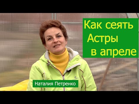 Видео: Как сеять астры в апреле