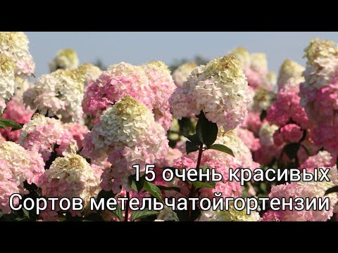 Видео: Метельчатые гортензии ,описание 15 сортов.