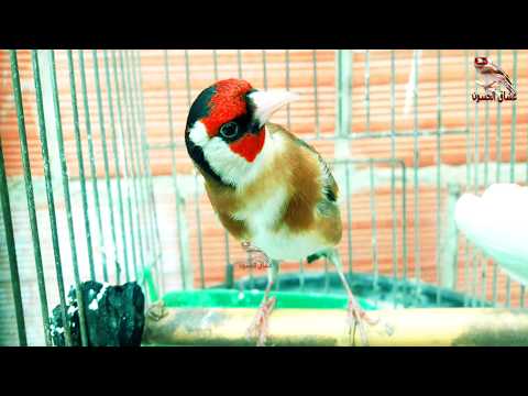 Видео: лучшая песня щегла, чистая птица, чтобы научить молодых