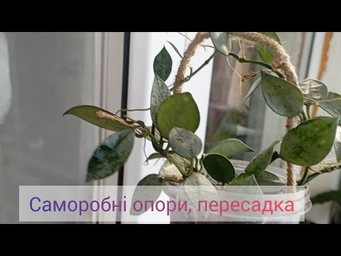 Видео: Саморобні опори для рослин🍃 пересадка🪴 Мільтонія і антуріум від @marinatelish.orchidsinukra8856