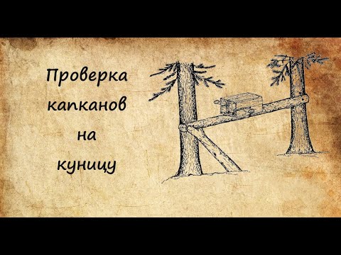 Видео: Проверка капканов на куницу. Встретил косуль.
