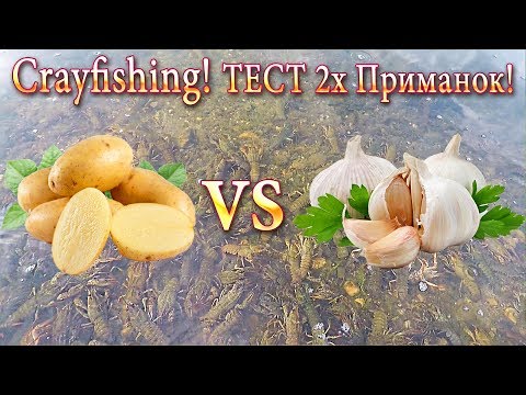 Видео: Раки! Тест 2х Приманок: Картофель против Чеснока